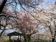 ゆみぶさんの花鳥山一本杉の桜の投稿写真1