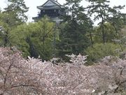シトラさんの岡崎公園の桜の投稿写真1