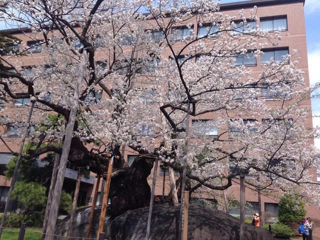 昨年は白っぽかった花びらでしたが、今年はピンク色でこんもりとしてます。_石割桜