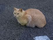 ゅかさんの袖ケ浦公園の投稿写真3