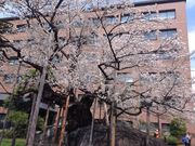 sakaeさんの石割桜の投稿写真1