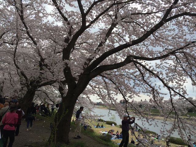 桧木内川堤の桜はつぼみから満開まで4日間の一気でした。_桧木内川堤のソメイヨシノ