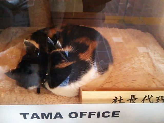 たま駅長_貴志駅(たまミュージアム )