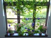 ニコちゃんさんの横浜市イギリス館(旧英国総領事公邸)の投稿写真1