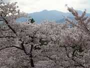 マックさんの盛岡城跡公園の桜の投稿写真2