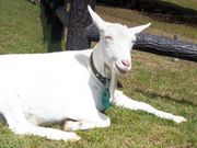 たーくんさんのまきば公園の投稿写真3