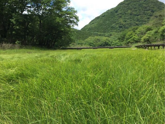 大沼