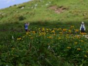 zunzuさんの伊吹山の花畑の投稿写真2