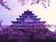 メイさんの鶴ヶ城公園の桜の投稿写真1