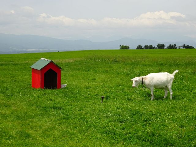 レークヒルファームの山羊_レークヒルファーム