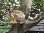 しどーさんの日本モンキーセンターの投稿写真2