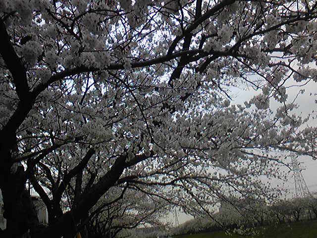 毎年来てしまう_柏尾川堤の桜