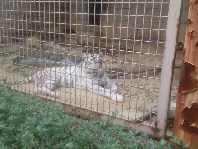 ホワイトタイガー_大牟田市動物園
