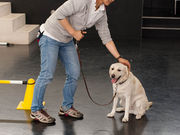 タックさんの盲導犬の里富士ハーネスの投稿写真4