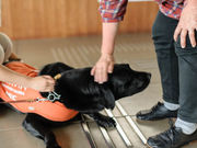 タックさんの盲導犬の里富士ハーネスの投稿写真5