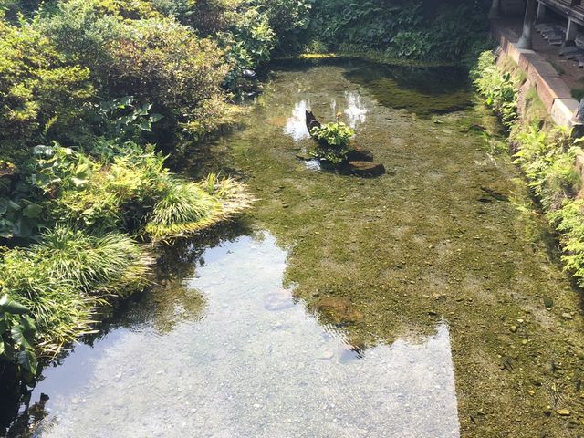 湧水_しまばら水屋敷