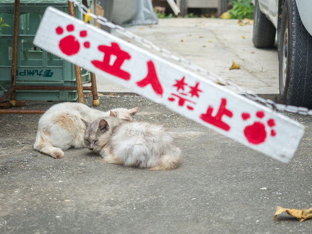 猫は良いのかな?_あやふふぁみ