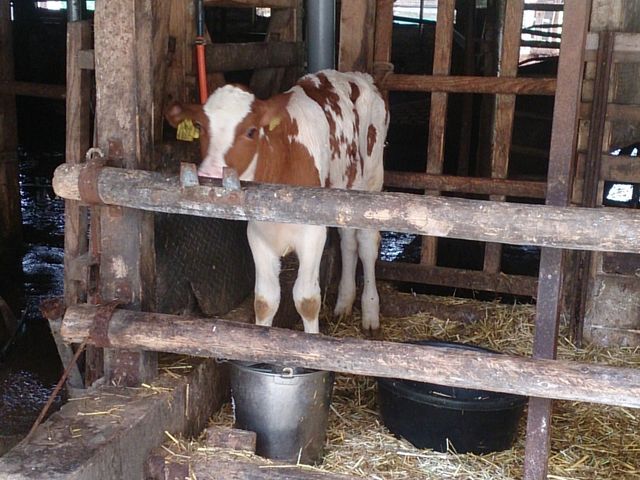 子牛さん_弓削牧場