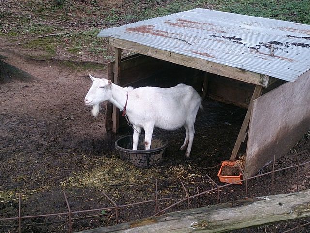 やぎさん_弓削牧場