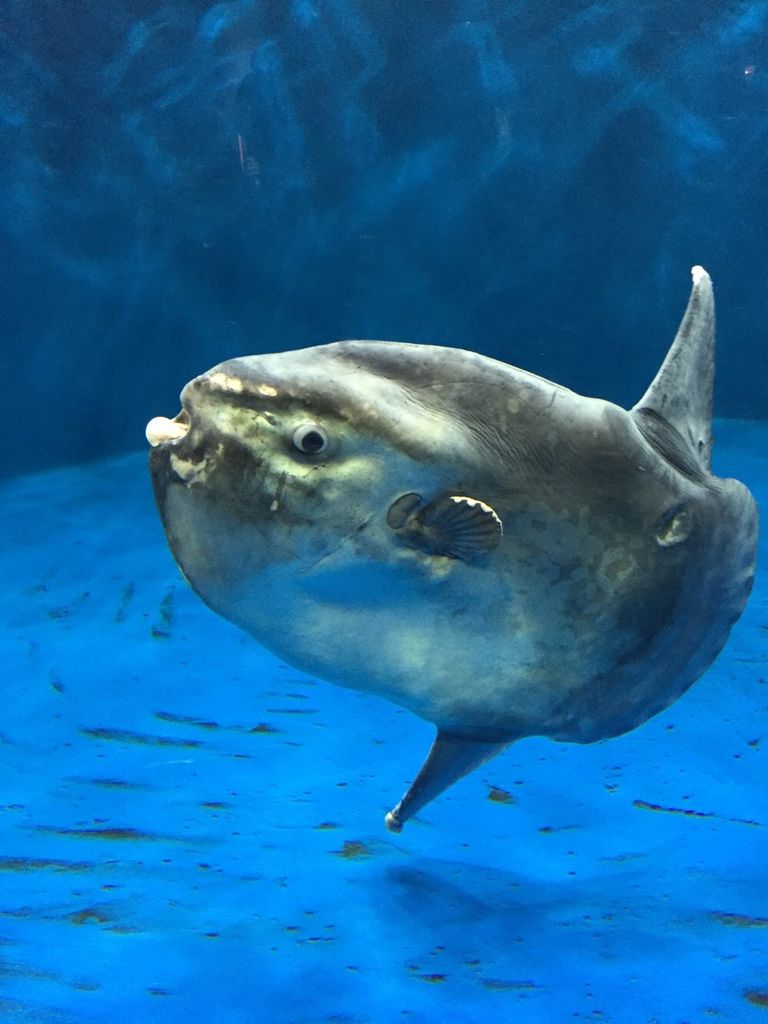 仙台うみの杜水族館
