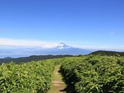 TSMさんの達磨山の投稿写真1