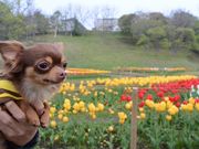 どらごんごんさんの鶴ヶ岱公園の投稿写真1