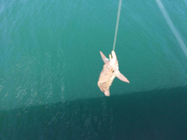 ぽんすけさんの海釣りの投稿写真3