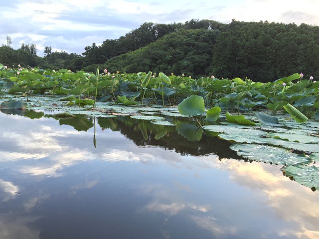 ウータンさんの海上連親水公園の投稿写真3