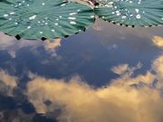 ウータンさんの海上連親水公園の投稿写真1