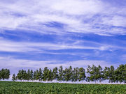 Fujikochanさんのセブンスターの木の投稿写真1