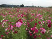 cocoさんの鬼怒グリーンパークのコスモスの投稿写真1