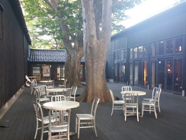倉庫内にあるカフェです。真ん中に大きな木があります。_山居倉庫