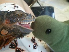 爬虫類カフェ ROCK STAR ロックスターの写真1
