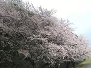 ゆきさんの名護屋城跡の投稿写真3