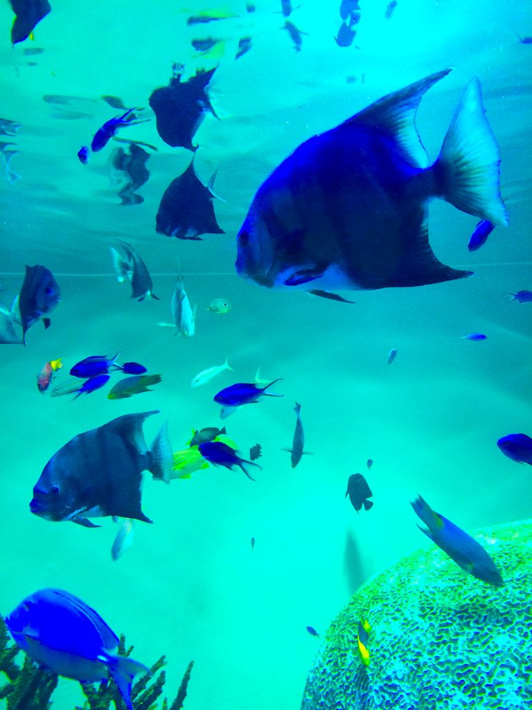 東京都葛西臨海水族園