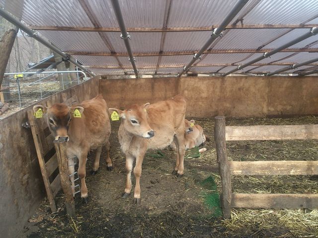 動物_キコリ谷テラス