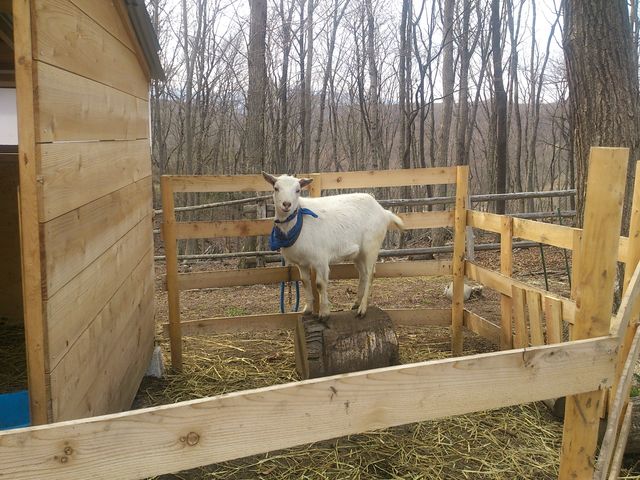 動物_キコリ谷テラス