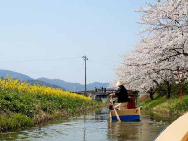 近江八幡水郷めぐり_水郷めぐり(近江八幡和船観光協同組合)