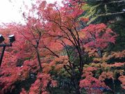 どれみさんの室生寺の紅葉の投稿写真3