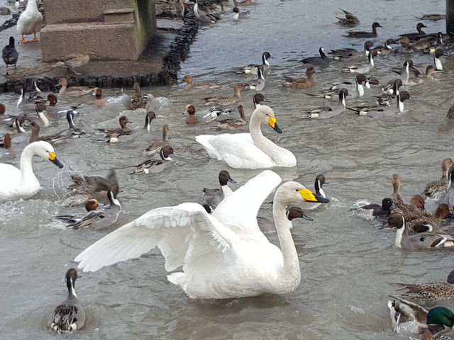瓢湖水きん公園