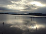 ぼーさんの安土八幡の水郷の投稿写真1