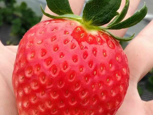 スカイベリー
_カフェ アンジェ・フレーゼ