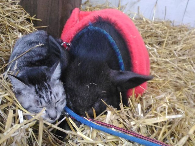 猫とラブラブなミニ豚_アースドリーム角山農場