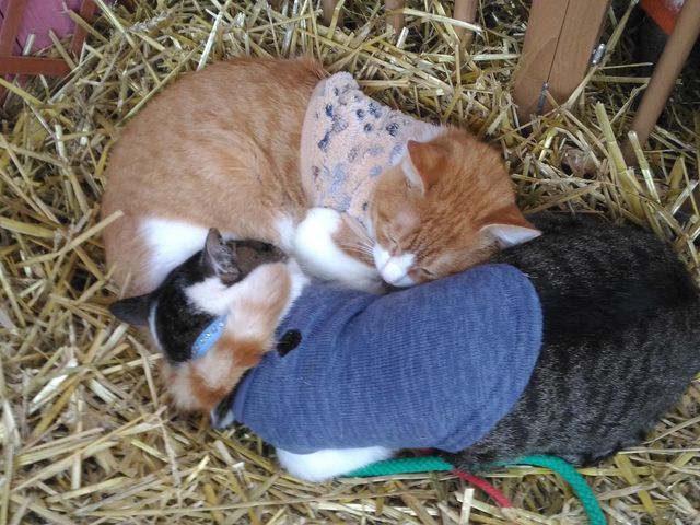 よくくっついている猫_アースドリーム角山農場