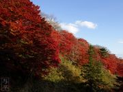 仙台人ブロガーの与平さんの県民の森の桜・かたくり・さつき・もみじなどの投稿写真1