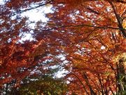 仙台人ブロガーの与平さんの県民の森の桜・かたくり・さつき・もみじなどの投稿写真2
