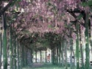 たけさんの渋川公園藤棚の投稿写真1