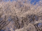 たけさんの半田山植物園の桜・バラの投稿写真1