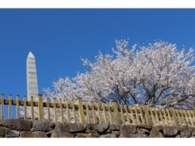 桜がとても綺麗です_舞鶴城公園の桜