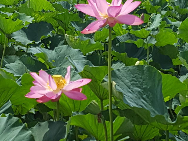 伊佐沼蓮_伊佐沼公園